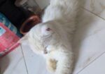 Pregnant Persian Cat