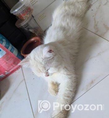 Pregnant Persian Cat