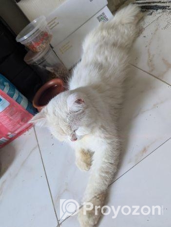 Pregnant Persian Cat