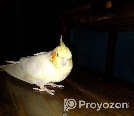 Lutino Red Eye Cocatel