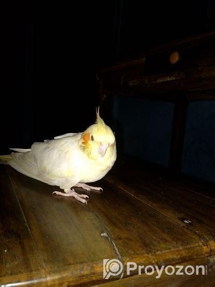 Lutino Red Eye Cocatel