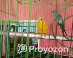 fitted-25_2025-07-24_18-39-16-Copy