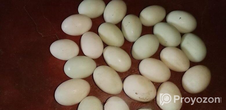 দেশি হাঁসের ডিম