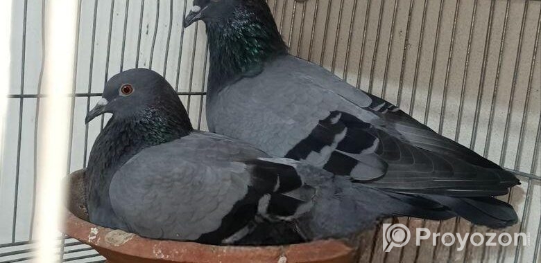 জালালি রানিং জোড়া।