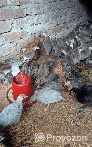 তিতির মুরগি বিক্রি হবে