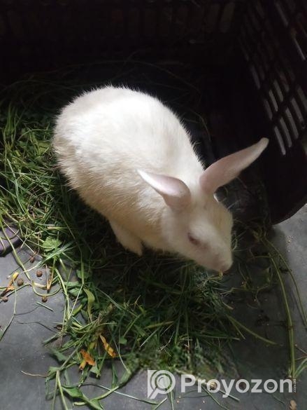 খরগোশ বিক্রি হবে