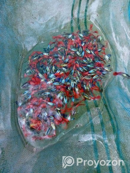 RTP গাপ্পি বিক্রি হবে