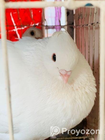 কবুতর/kobutor