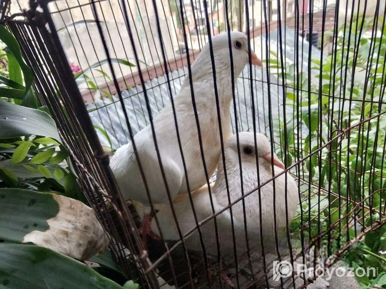 কাগজি কবুতর, রানিং জোড়া