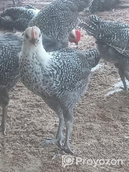 ফাওমি মুরগির বাচ্চা বয়স ৪০ দিন