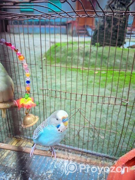 বাজিগার পাখি