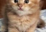 High Quality Persian Dollface Kitten