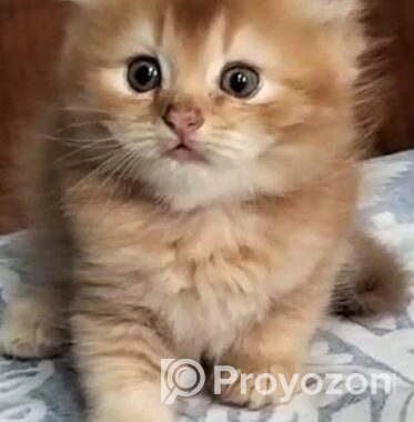 High Quality Persian Dollface Kitten