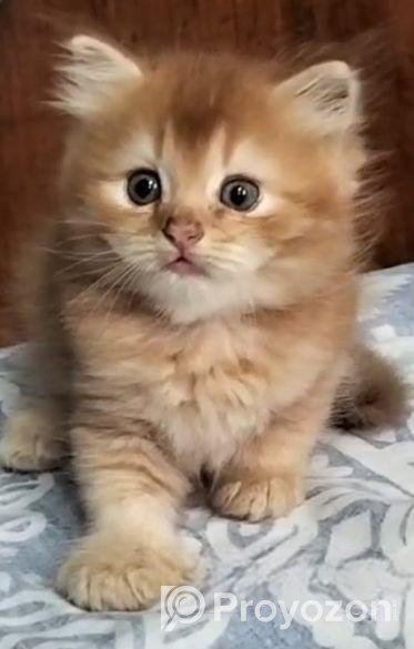 High Quality Persian Dollface Kitten