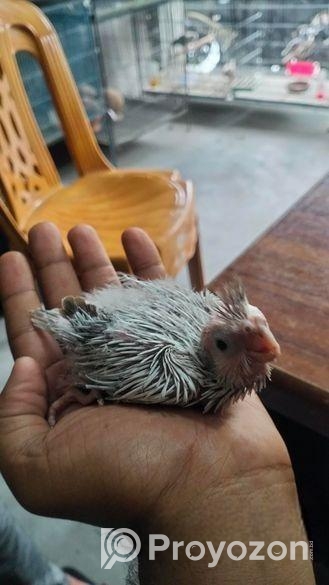 কোকাটেল পাখির বাচ্চা