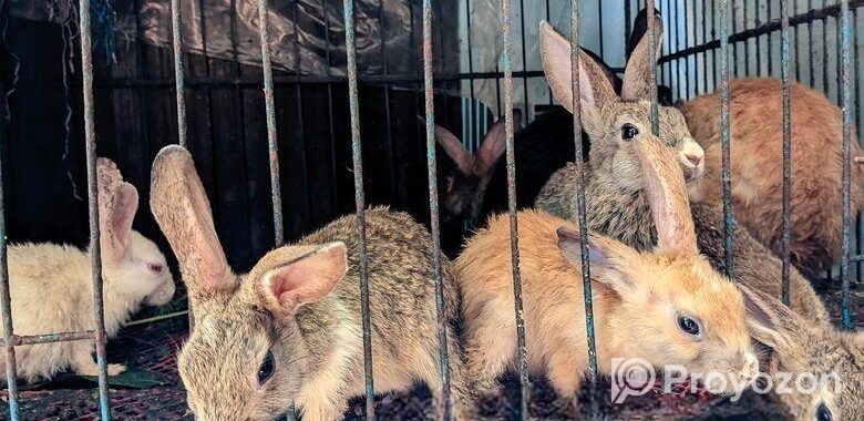 Rabbit For Sell