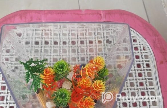 ছোটো একুরিএকুরিয়াম
