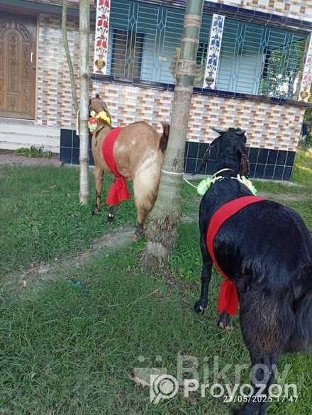 উন্নত মানের ছাগল বিক্রি করা হবে