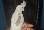 Albino V Pied Cocatrel