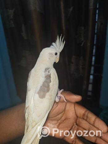 Albino V Pied Cocatrel