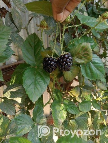 সকল প্রোকার চারা পাওয়া যায়