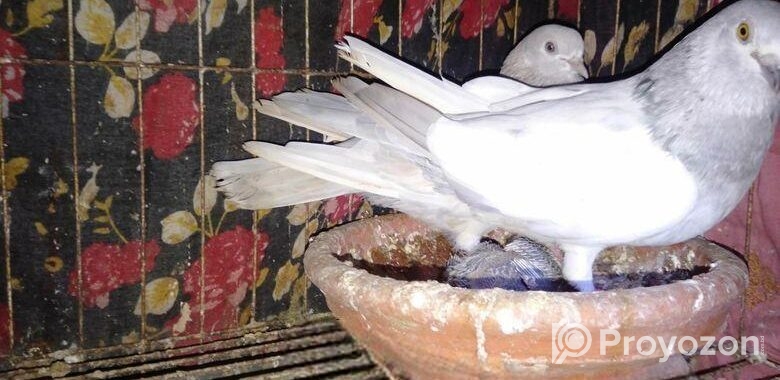 এক জোড়া বানজা কবুতর বিক্রি