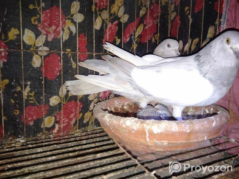 এক জোড়া বানজা কবুতর বিক্রি