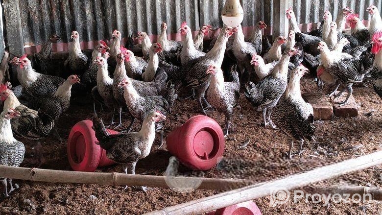 ৪-৫ মাস বয়সের অরজিনাল মিশরী ফাওমি মুরগির বিক্র