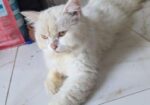 Pregnant Persian Cat