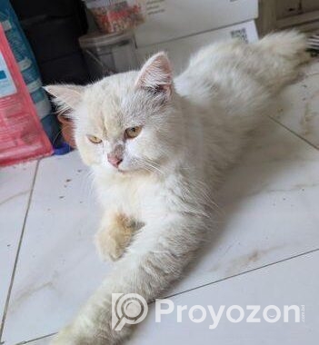 Pregnant Persian Cat