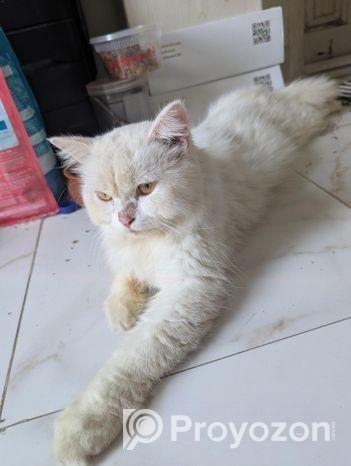 Pregnant Persian Cat
