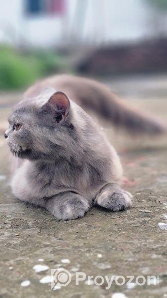 পারসিয়ান ফিমেল পেগনেন্ট ১ মাস