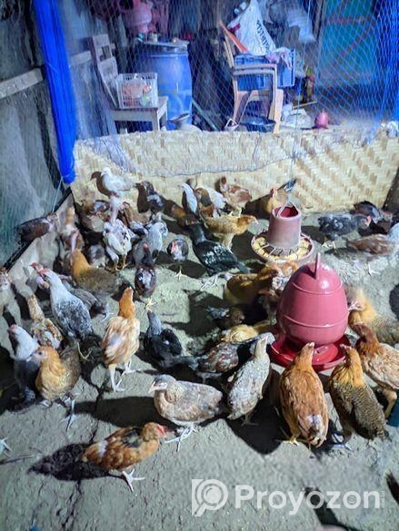 দেশি মুরগি বিক্রি হবে।