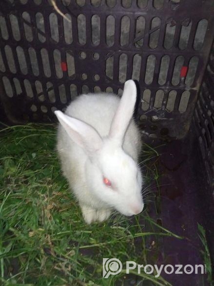 খরগোশ বিক্রি হবে