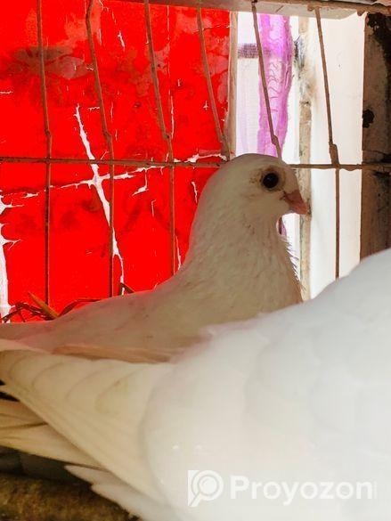 কবুতর/kobutor