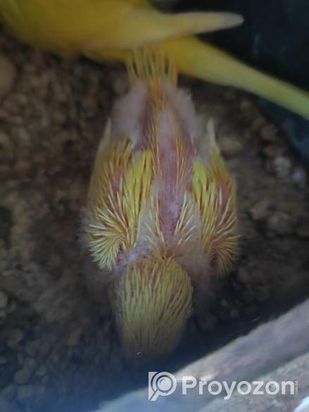 লুটিনো রেড