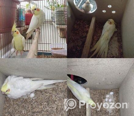 Cockatail bird for sell