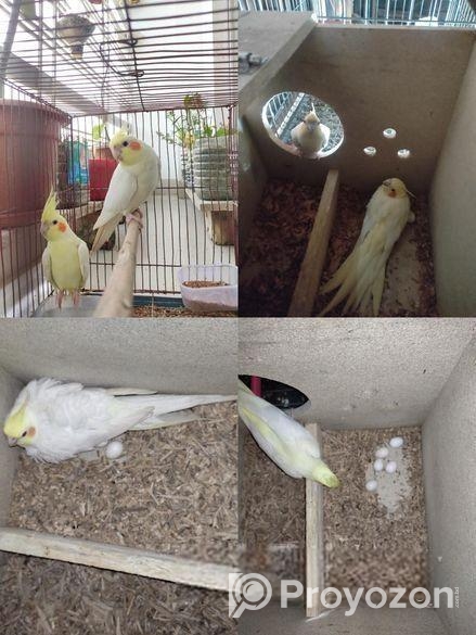 Cockatail bird for sell