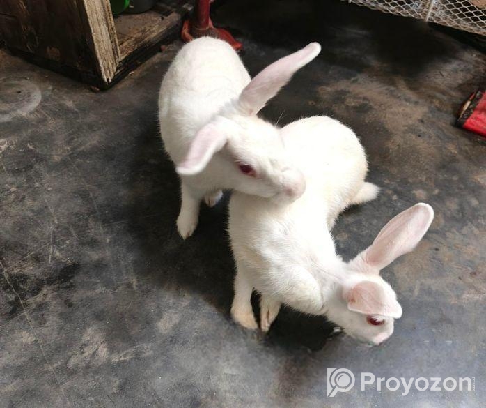 সাদা খোরগশের জোড়া – রানিং ব্রেডেইং