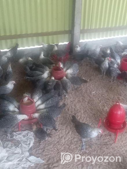 ফাওমি মুরগির বাচ্চা বয়স ৪০ দিন