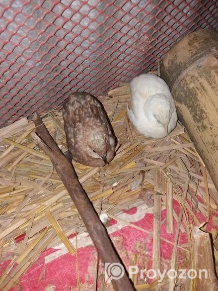 কোয়েল পাখি