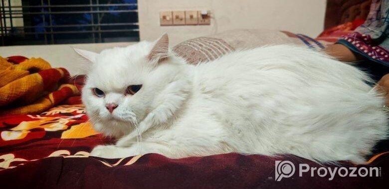 Odi Persian Cat