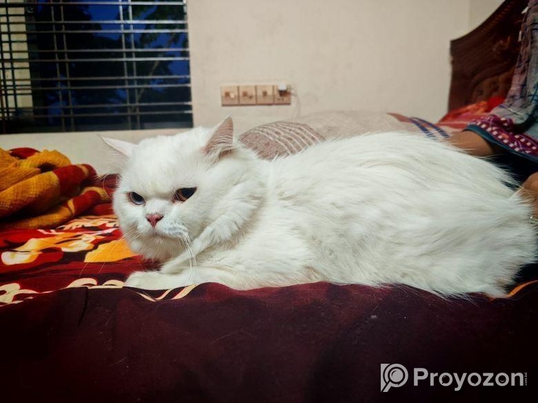 Odi Persian Cat