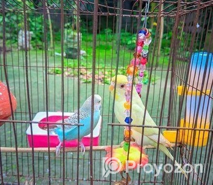 বাজিগার পাখি