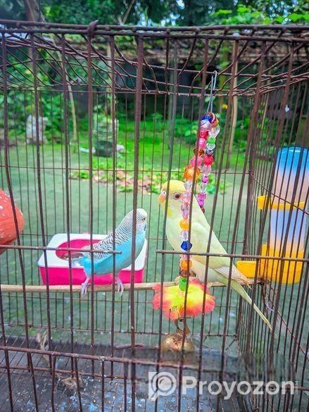 বাজিগার পাখি