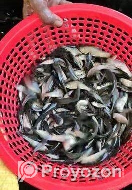 হালদা রুই পোনা