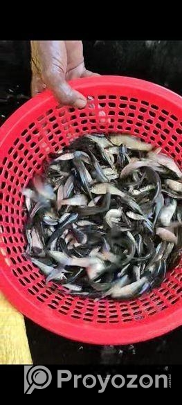 হালদা রুই পোনা