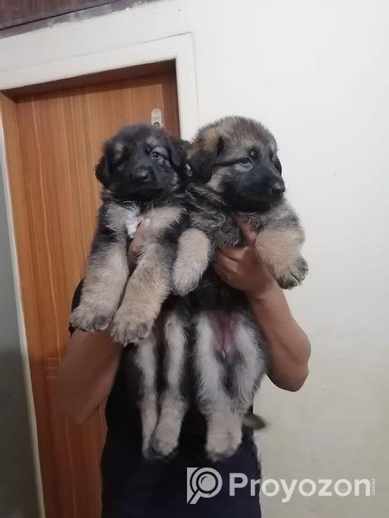 জার্মান শেফার্ড এর বাচ্চা