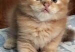 High Quality Persian Dollface Kitten