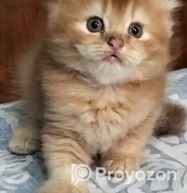 High Quality Persian Dollface Kitten